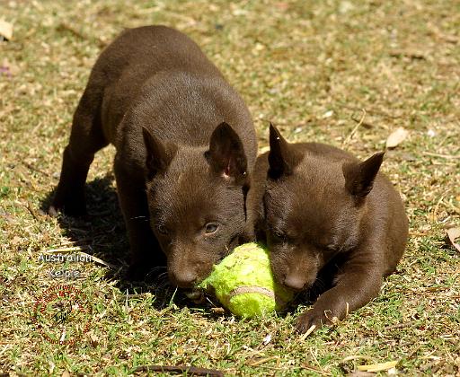 Australian Kelpie 9P022D-018.JPG